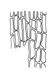 Orthotrichum calvum, basal laminal cells.
 Image: R.C. Wagstaff © All rights reserved. Redrawn with permission from Lewinsky (1984). 